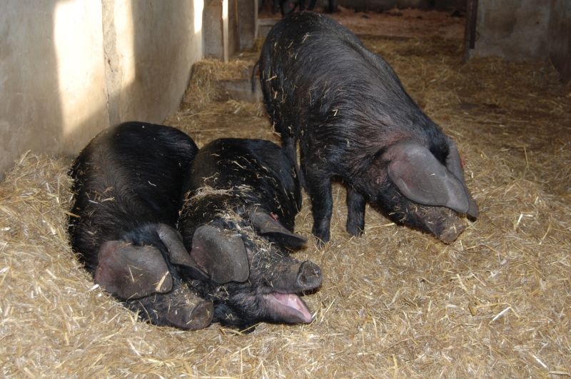 3 Large Black Pigs, Cornwall Schweine